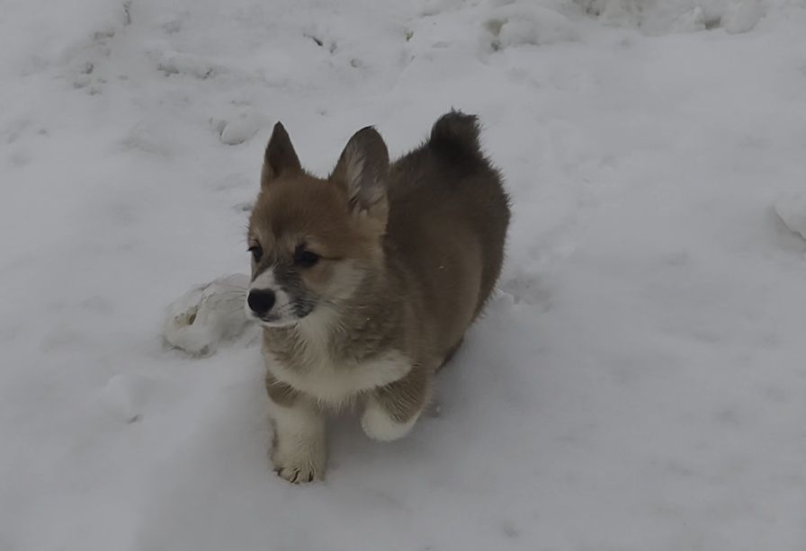 Корги. Документы ксу.