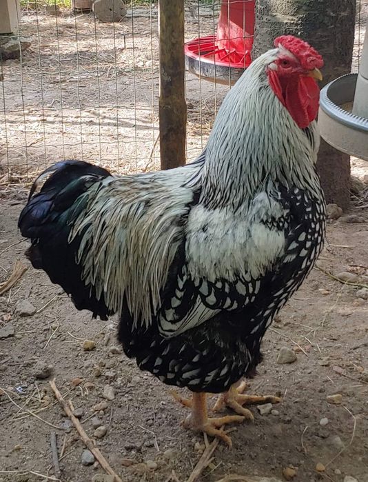 Aves ornamentais de excelente linhagem