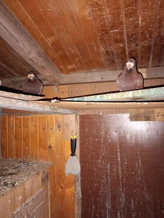 Gołębie staropolskie