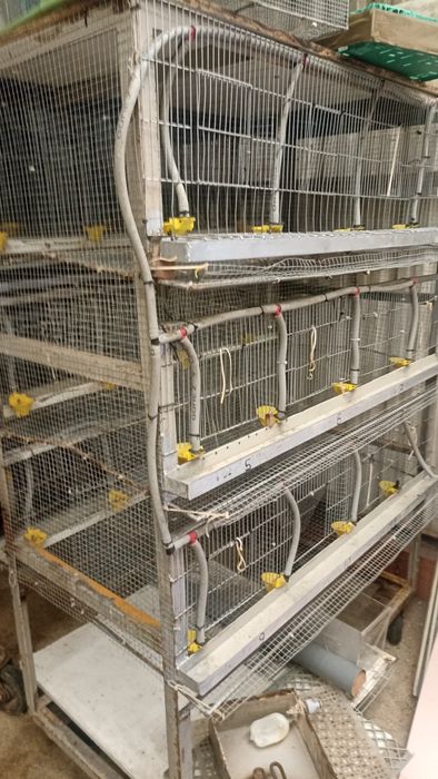 Chicadeiras e jaulas para postura