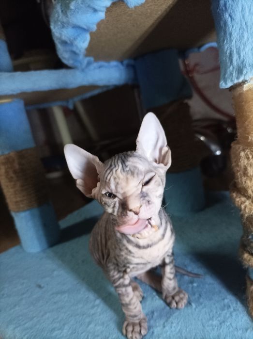 Кошенята Донського Сфінкса!