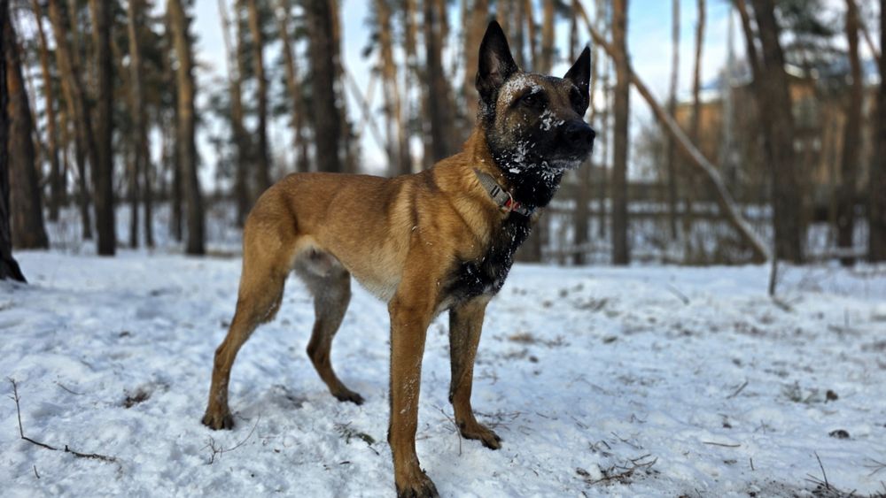 Бельгийская овчарка