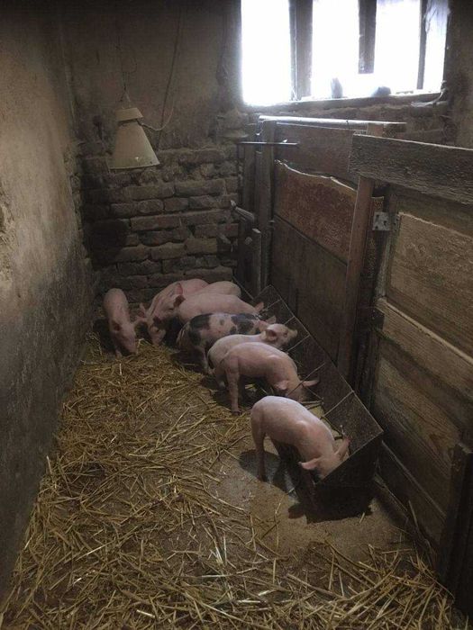 10 маленьких поросят на продаж