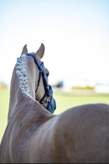 Ogier D grupy 147 cm