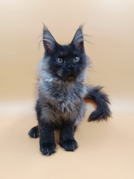 Чудова дівчинка Verra