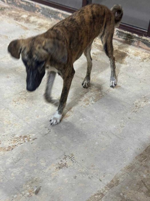 Mocha, szczeniak, pręgowana, mieszaniec charta perskiego saluki