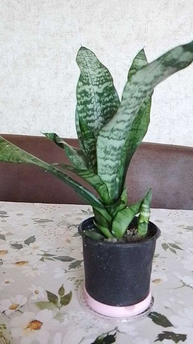 Продам сансевієрії