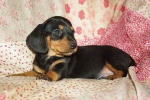 Продам таксу, хлопчика, 2 місяці