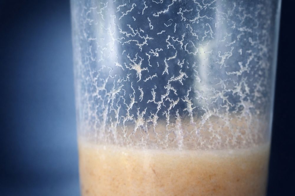 Microvermes da Aveia (Panagrellus redivivus)-Alevinos – Cultura Start