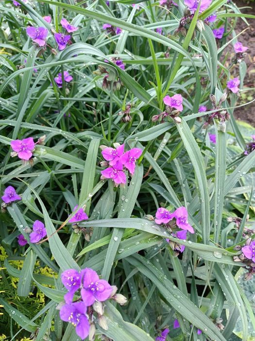 Садові та кімнатні герані