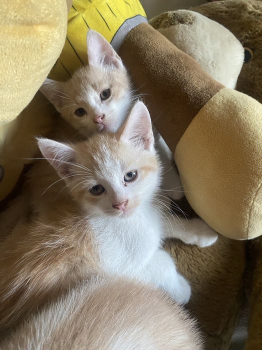 Котики хлопчики в хороші руки