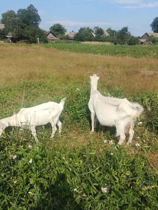 Продам козу з козеням