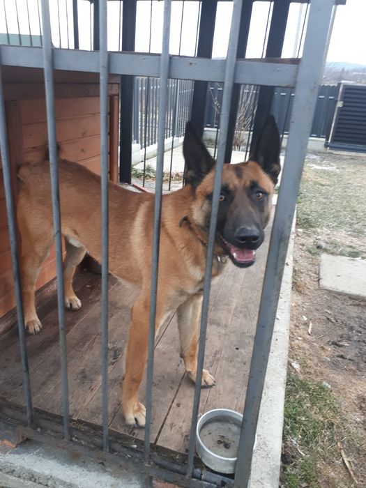 Малінуа, бельгійська вівчарка. В'язка