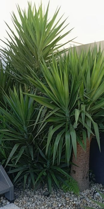 Yucca plantas verdes