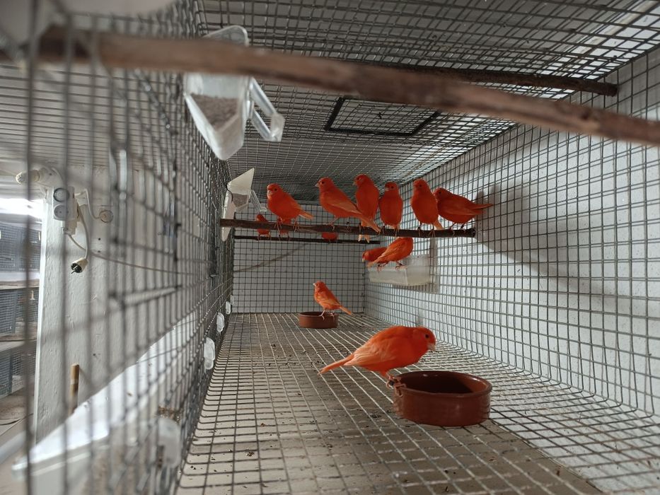 Canários para ceder