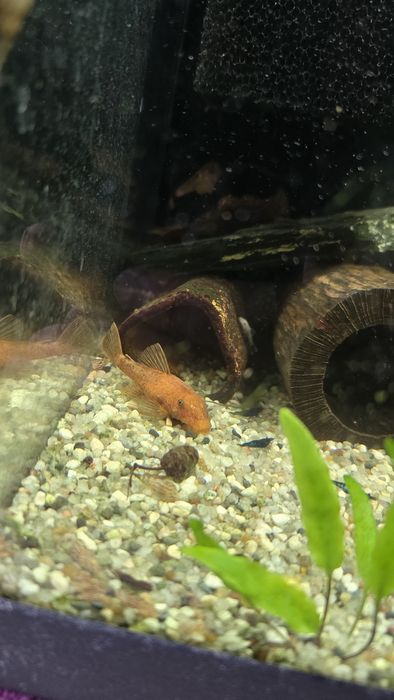 Ancistrus super red