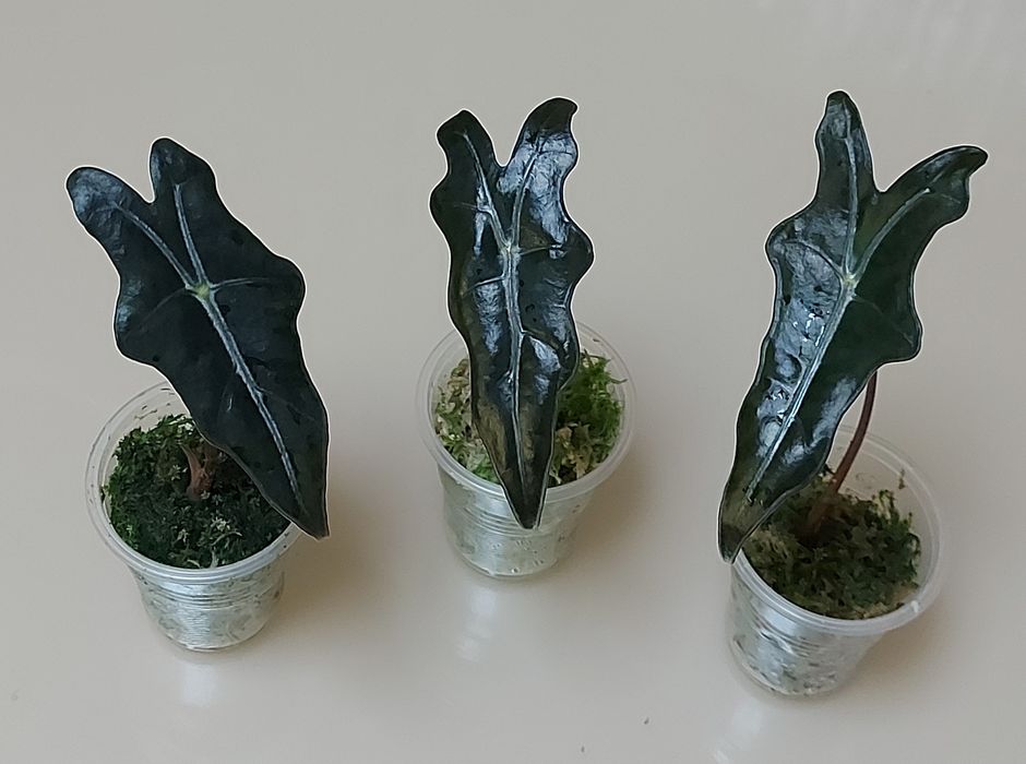 Алоказія нобіліс