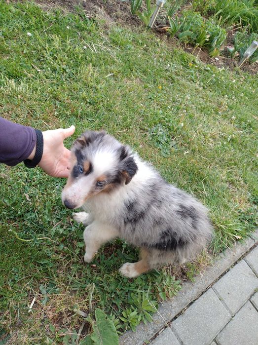 Szczeniak szkocki Collie merle