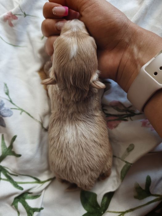 Maltipoo piesek  wolny do rezerwacji