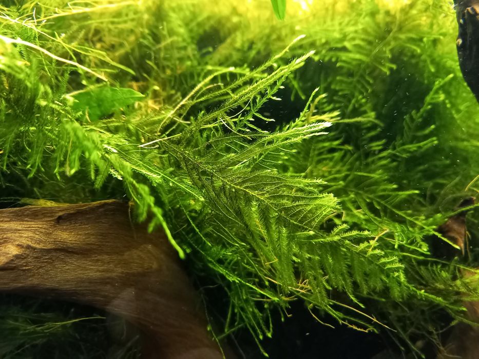Sprzedam mech piękny do akwarium