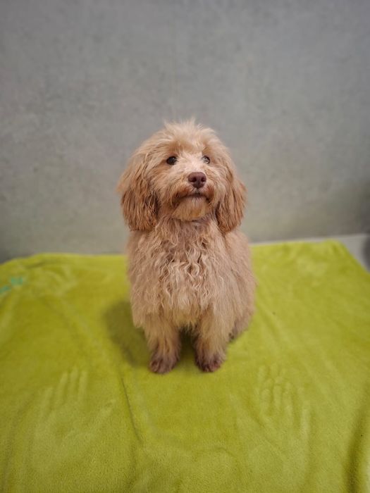 Pudel- Havapoo hybryda