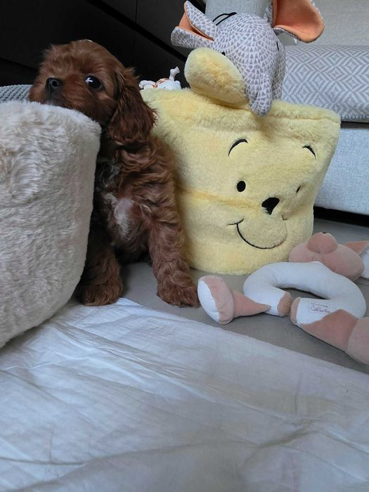 Cavapoo Chłopczyk Red