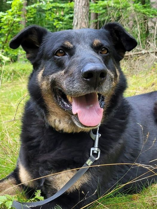Dostojny pies szuka domu  / do adopcji