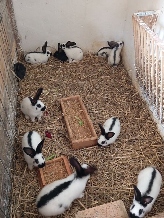 Króliki srokacze młode