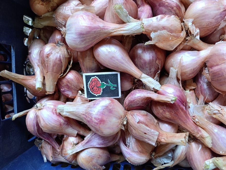 Цибуля корчівка (кущівка)