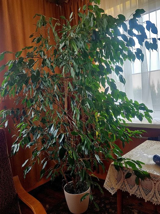 Sprzedam Figowiec benjamina