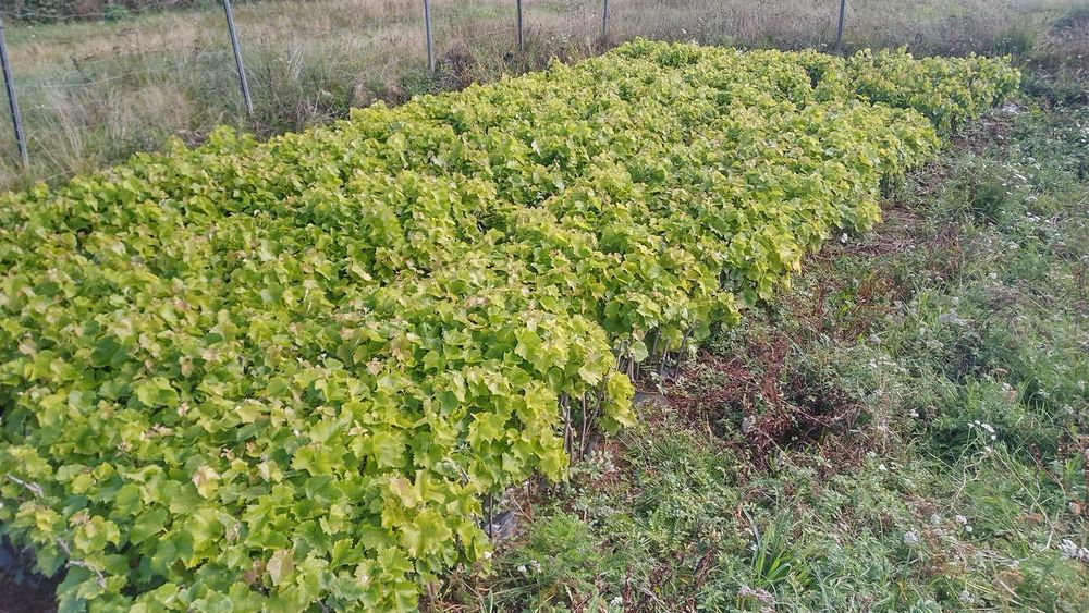 Sadzonki winorośli, winogrona, solaris