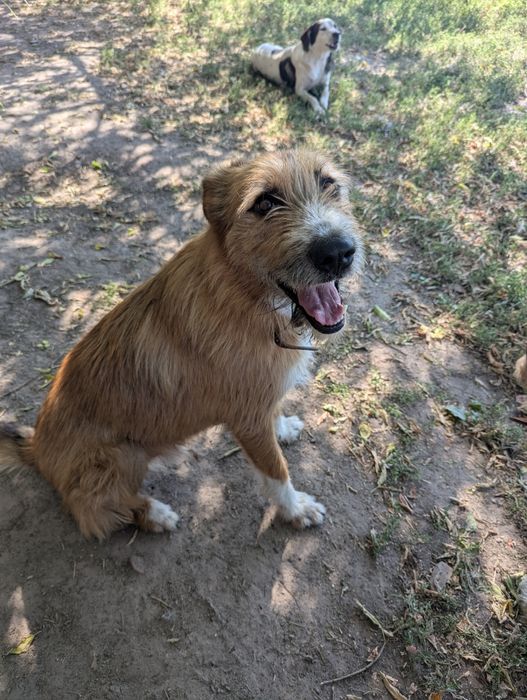 Песик Тобіас шукає сім'ю