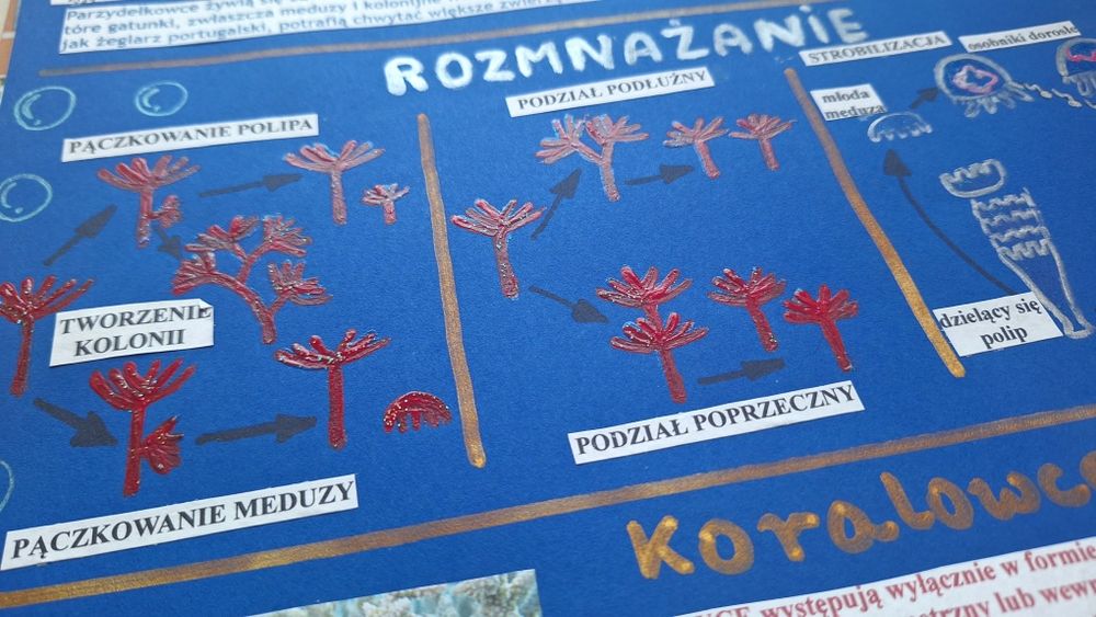 Plakat na biologię parzydełkowce
