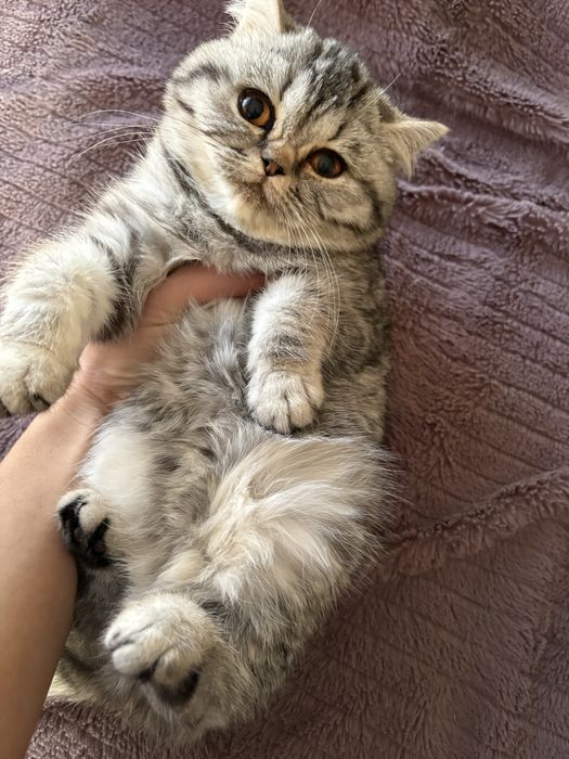 Британські короткошерстні дівчатка