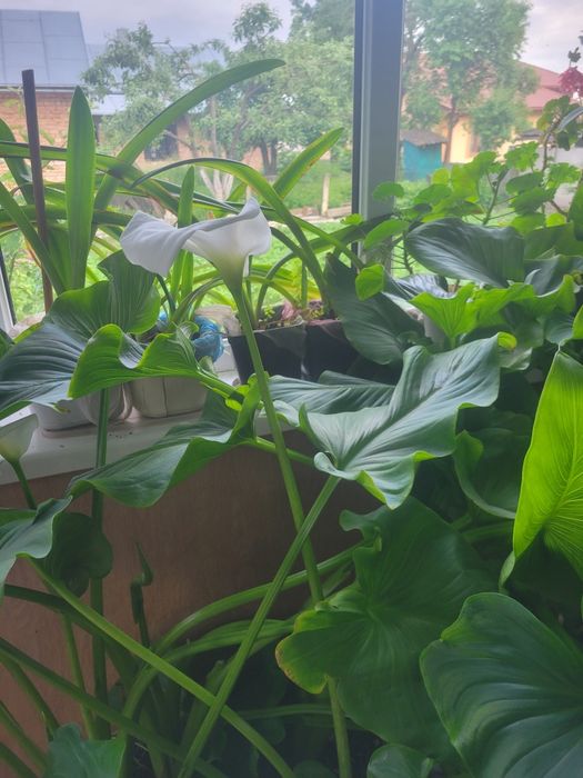 Цибулини білої калли