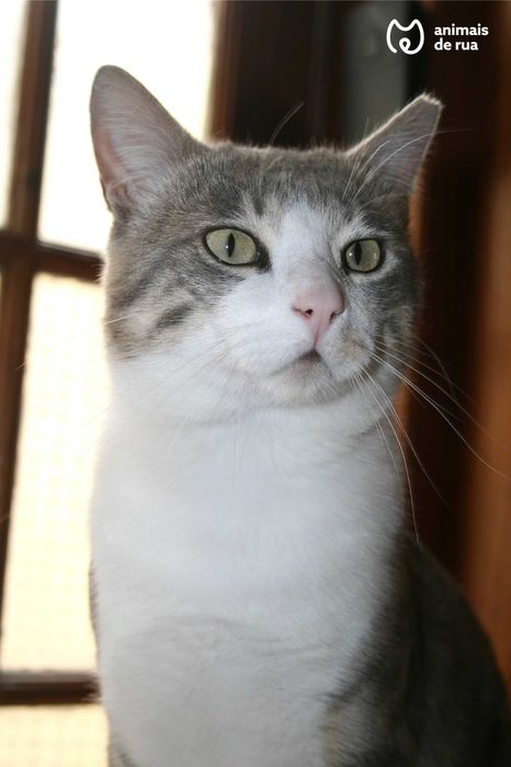 Baloo | Para Adoção