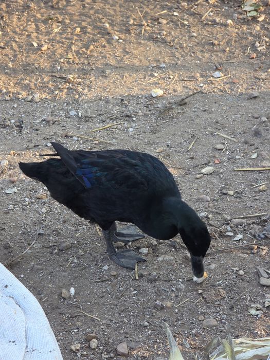 Patos e aves ( casal ) adultos com postura.