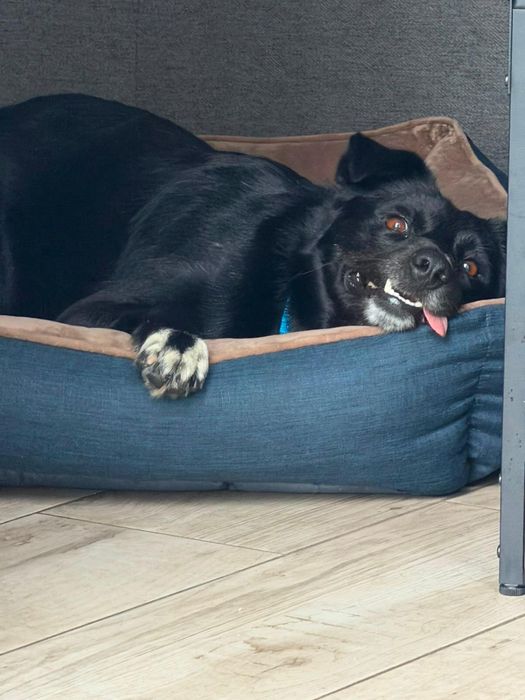 Cão Castrado Porte Médio