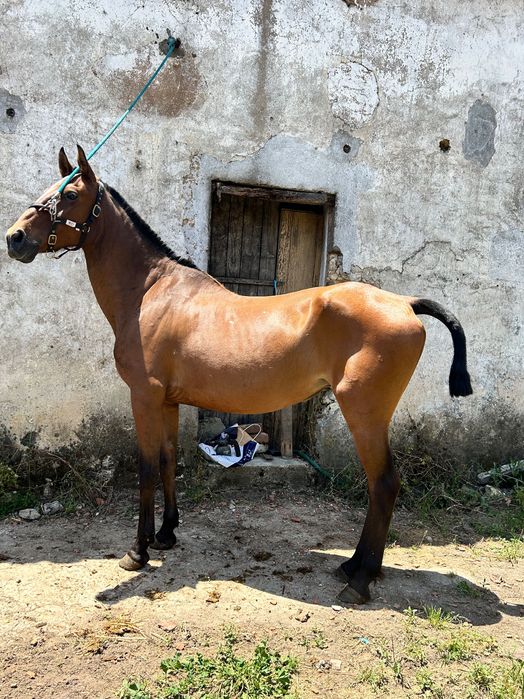 Égua PSL pontuada