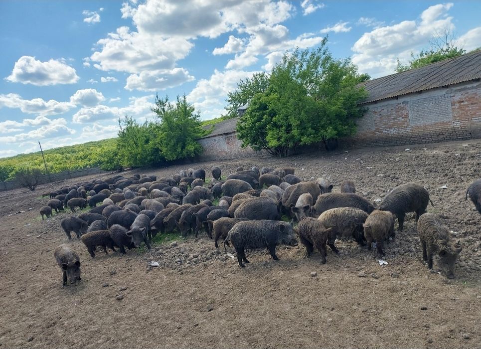Свині на мясо !!