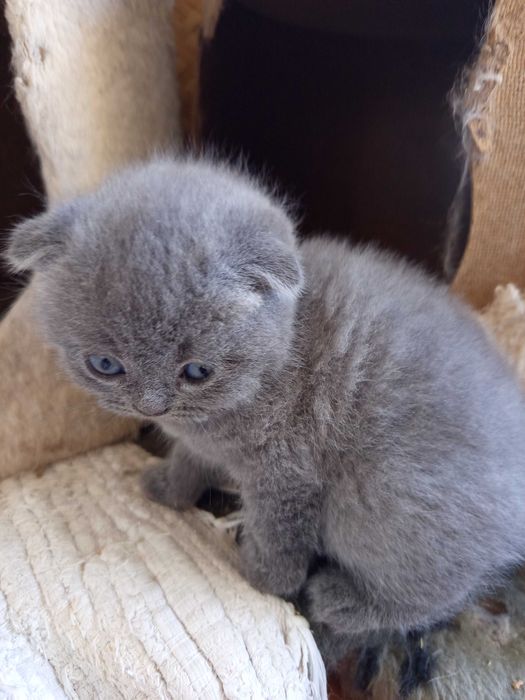 Scottish fold fêmea vacinada