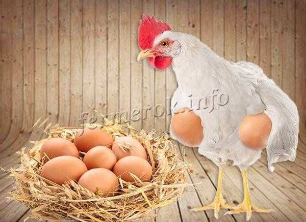 Инкубацеоное яйцо курицы Хайсекс Уайт(Украина Венгрия)