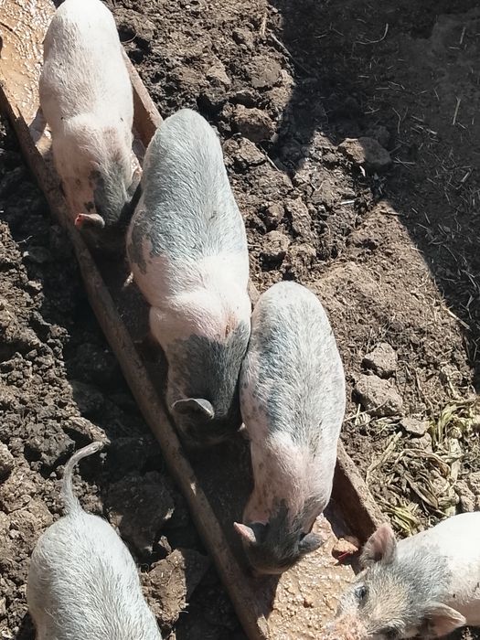 Продам вьетнамских поросят