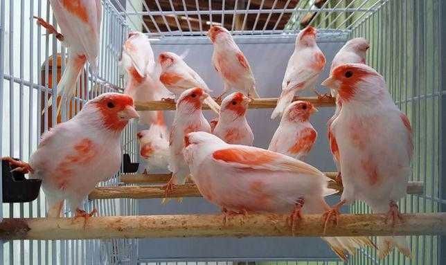 Vendo canários mosaico vermelho