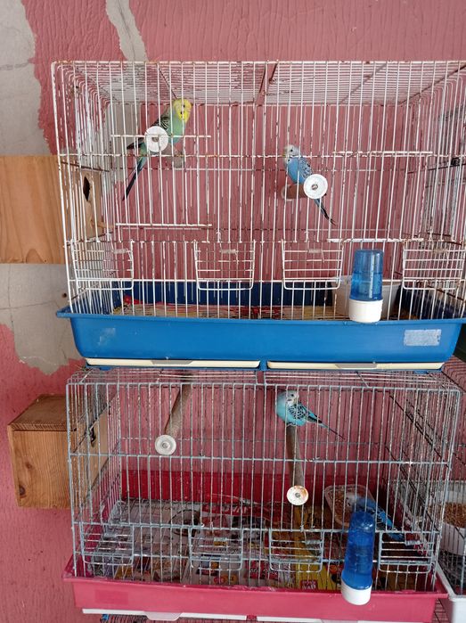 Aves periquitos machos e fêmeas