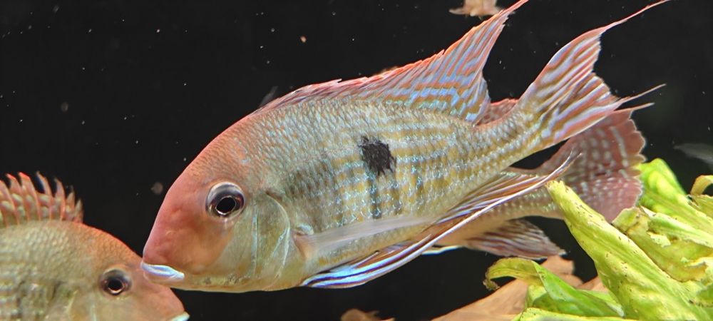Ziemiojady geophagus Red head tapajos 3 sz