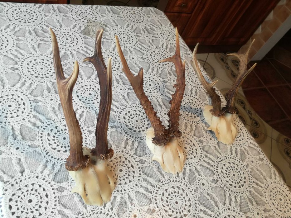 3 sztuki , ładnych kozłów