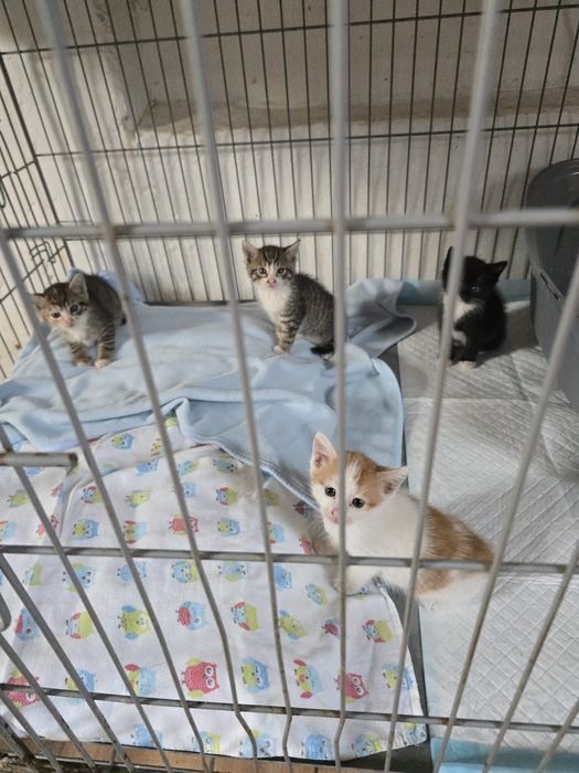 4 uratowane Atomówki,trikolor szyklrer pingwin,kocięta kociaki