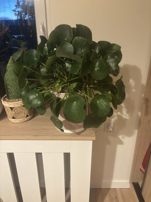 Kwiat pilea ,pieniazek