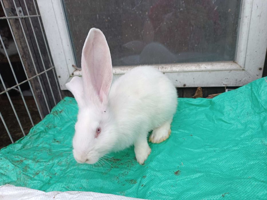 Belgijski Olbrzym Biały